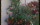 Side Garden